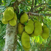 Chandra Jackfruit Live Plant Sapling