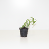 Succulent Indoor Plants