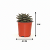 Echeveria Dionysos Succulent Indoor Plant