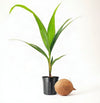 Nati Coconut Live Plant Sapling
