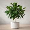 Fiddle Fig Plant Sapling