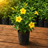 Miniature Allamanda Live Plant Sapling