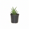 Star Haworthia Pentagona Succulent  Indoor Plant