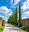 Pencil Pine Live Plant Sapling