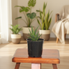 Star Haworthia Pentagona Succulent  Indoor Plant