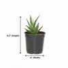 Star Haworthia Pentagona Succulent  Indoor Plant