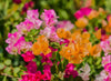 Multicolour Bougainvillea – Yellow & Pink Live Plant Sapling