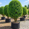 Black Ficus Live Plant Sapling