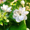 Jasmine (Mallige) Live Plant Sapling