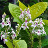 Eranthemum – White Live Plant Sapling