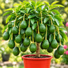 Avocado Balloon Live Plant Sapling