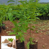 Sandalwood Live Plant Sapling