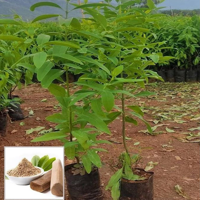 Sandalwood Live Plant Sapling