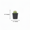 Cactus Indoor Plants