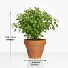 Tulsi Plant