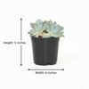 Echeveria Elegans Succulent Indoor Plant