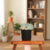 Echeveria Elegans Succulent Indoor Plant