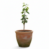 Badol Jamun Live Plant Sapling
