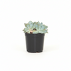 Echeveria Elegans Succulent Indoor Plant