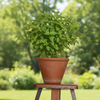 Tulsi Plant