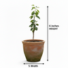 Badol Jamun Live Plant Sapling
