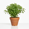 Tulsi Plant