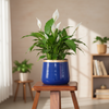Botanical Charm Planter Pot