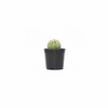 Cactus Indoor Plants