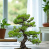 African Juniper Live Bonsai Plant