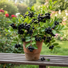 Grafted Jamun Live Plant Sapling