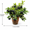 Grafted Jamun Live Plant Sapling