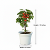 Barbados Cherry Live Plant Sapling