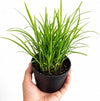 Green Grass Live Plant Sapling