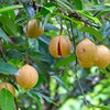 Nutmeg Live Plant Sapling