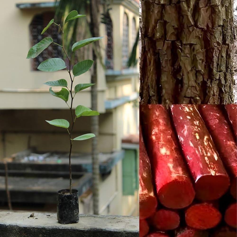 Red Sanders Live Plant Sapling