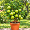 Taiwan Pink Guava Live Plant Sapling