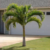 Royal Palm Live Plant Sapling