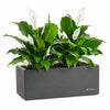 Irish Lily Live Plant Sapling
