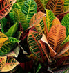 Petra Live Plant Sapling