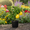 Market Lemon Live Plant Sapling