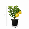 Market Lemon Live Plant Sapling