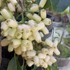White Jamun Live Plant Sapling