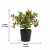 Karonda Live Plant Sapling