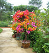 Multicolour Bougainvillea – Orange & Pink Live Plant Sapling