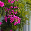 Multicolour Bougainvillea – Pink Live Plant Sapling