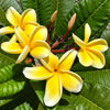 Pudika Champa Live Plant Sapling