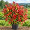Cristina Ficus Live Plant Sapling