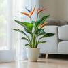 Bird of Paradise Live Plant Sapling