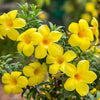Allamanda Creeper Live Plant Sapling