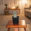 Cactus Indoor Plants